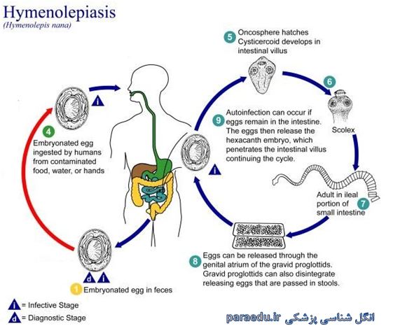Hymenolepis nana Life cycle