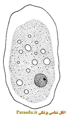entamoeba-histolytica morphology1